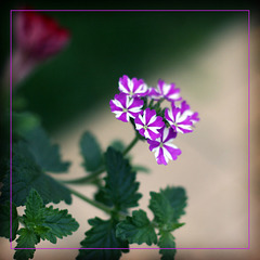 Starry Flowers