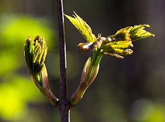 20140320 1076VRAw [D-E] Knospen im Sonnenlicht, Schloss Borbeck, Essen