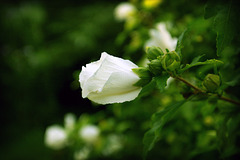 White Flower