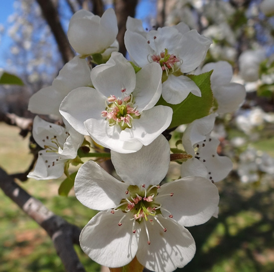 Pear blossom