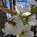 Pear blossom and Honey Bee