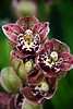 Orchids 43