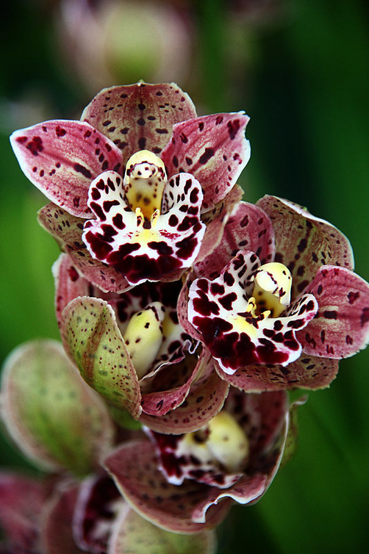 Orchids 43