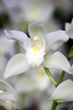 Orchids 44