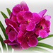 Orchids 46