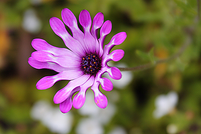 Purple Flower_2