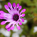 Purple Flower_2