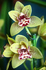 Orchids 45