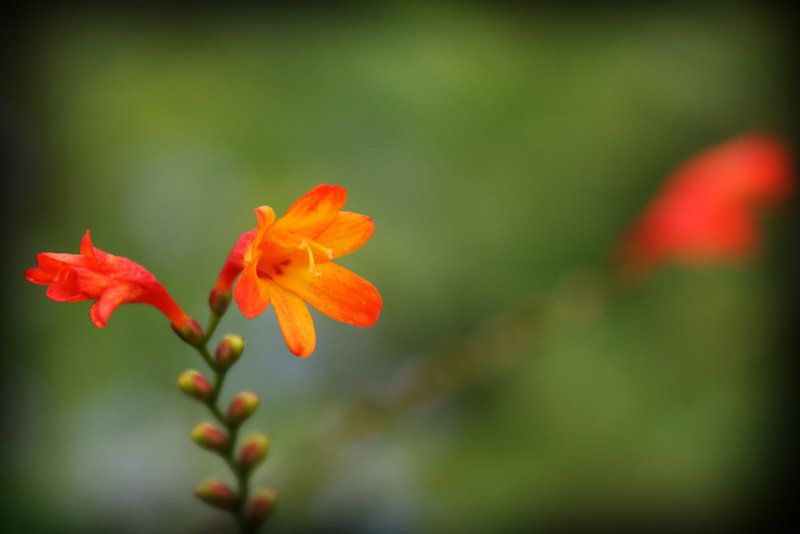 Orange & Green 3