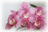 Orchids 47