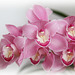 Orchids 47