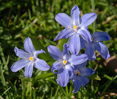 20140320 1055VRAw [D-E] Blume, Schloss Borbeck, Essen