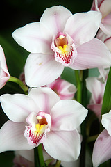 Orchids 46