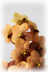 Orchids 48