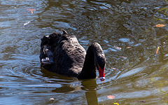 20140320 1051VRAw [D-E] Trauerschwan, Schloss Borbeck, Essen