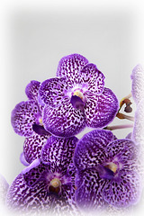 Orchids 49