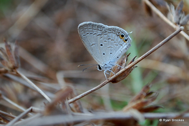 20090506-0196 Gram Blue