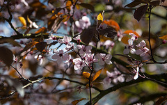 20140320 1042VRAw [D-E] Baum, Schloss Borbeck, Essen