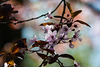 20140320 1041VRAw [D-E] Baum, Schloss Borbeck, Essen