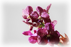 Orchids 51
