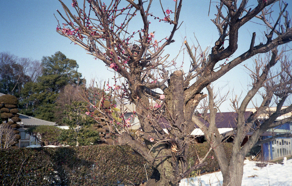 Prunus mume