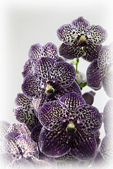Orchids 52