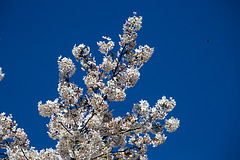 20140320 1038VRAw [D-E] Baum, Schloss Borbeck, Essen