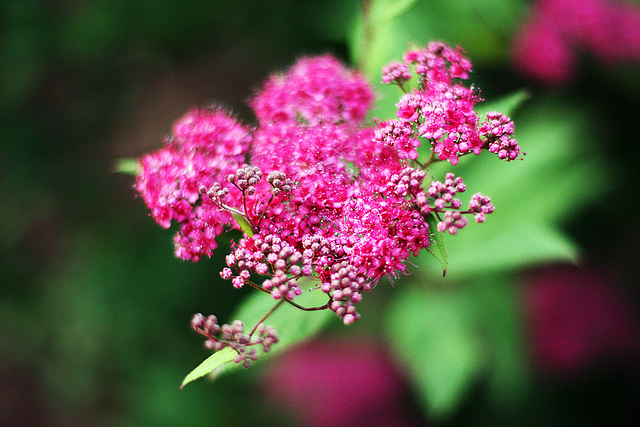 Pink & Green 1