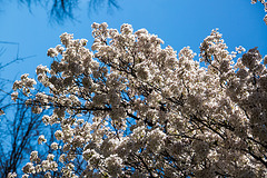 20140320 1037VRAw [D-E] Baum, Schloss Borbeck, Essen