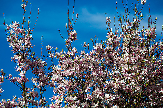 20140320 1036VRAw [D-E] Magnolie, Schloss Borbeck, Essen