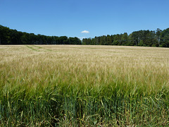 Ready for harvest