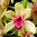 Orchids 55