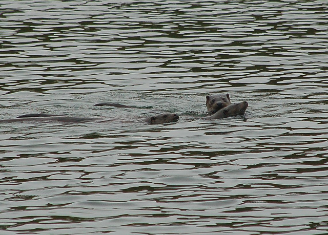 Three Welsh otters