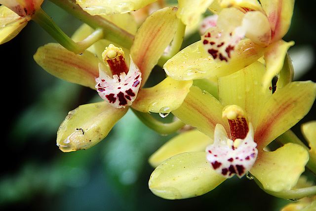 Orchids 56