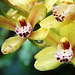 Orchids 56