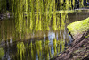 20140320 1035VRAw [D-E] Trauerweide (Salix babylonica), Schloss Borbeck, Essen