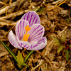 The Stripey Crocus