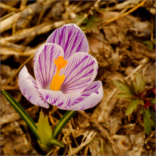 The Stripey Crocus