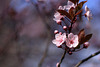 Pink Blossoms