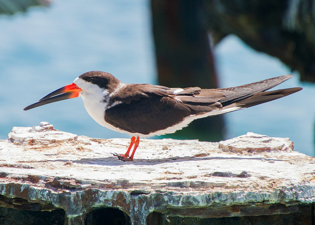 Black Skimmer