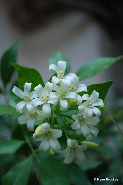 20090511-0904 Murraya paniculata (L.) Jack