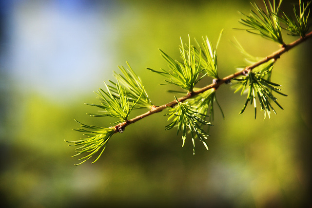 Larch Twig