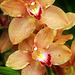 Orchids 57