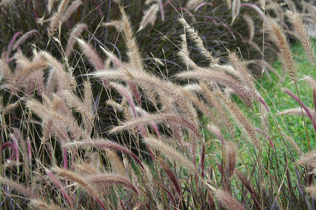 Wild grasses