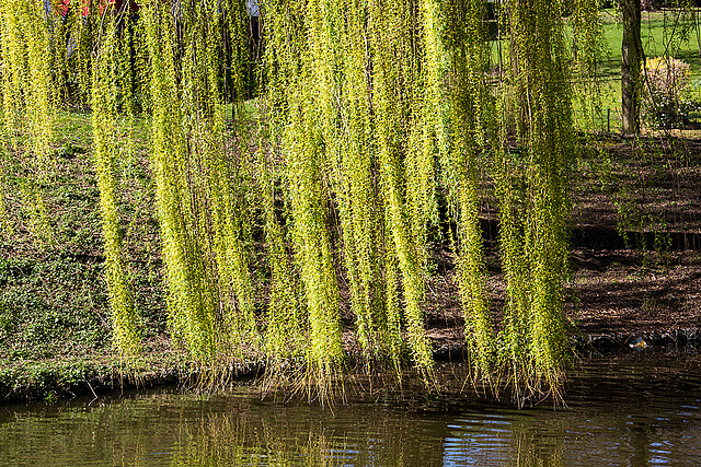 20140320 1034VRAw [D-E] Trauerweide (Salix babylonica), Schloss Borbeck, Essen