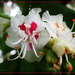 Chestnut Blooms