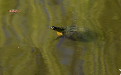 20140320 1033VRAw [D-E] Zierschildkröte, Schloss Borbeck, Essen