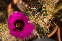 Hedgehog Cactus flower, morning