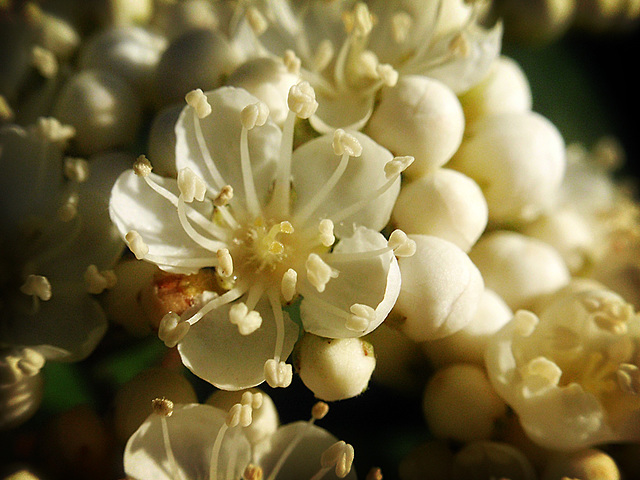 Rowan Blooms