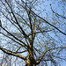 20140320 1032VRAw [D-E] Baum, Schloss Borbeck, Essen